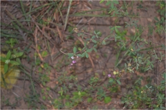 Desmodium biarticulatum
